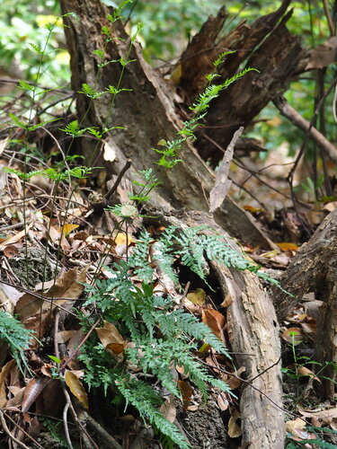Pteris dispar, photograph 2