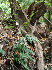 author not stated, no rights reserved Pteris dispar, photograph author not stated, no rights reserved