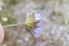 Jasione blepharodon