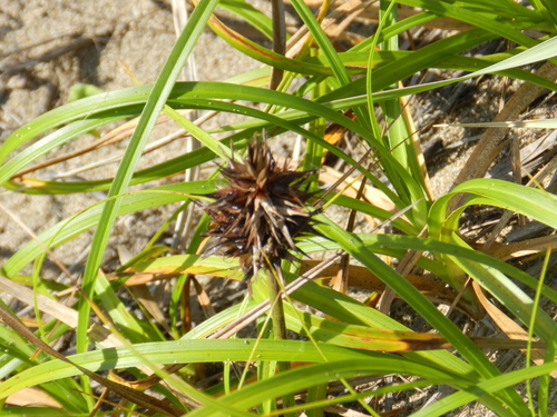 Carex macrocephala, photograph 3