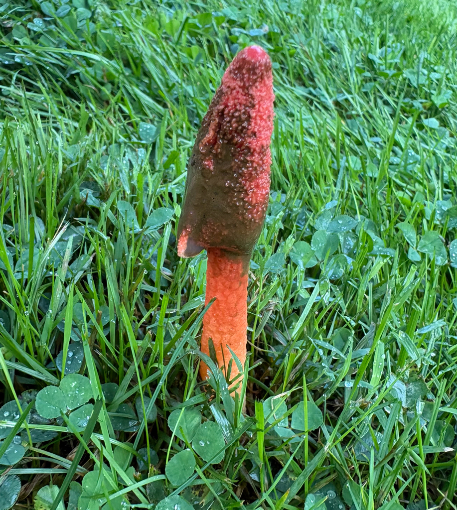 Wrinkly Stinkhorn · August 2026 · photo: Photo: (c) eml23, some rights reserved (CC BY) · iNaturalist