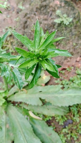 Mexican Culantro