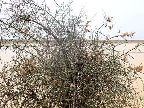 Capparis decidua, photograph 4