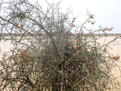 Capparis decidua, photograph (c) harrier, some rights reserved (CC BY)