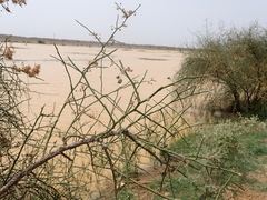 Capparis decidua, photograph (c) harrier, some rights reserved (CC BY)