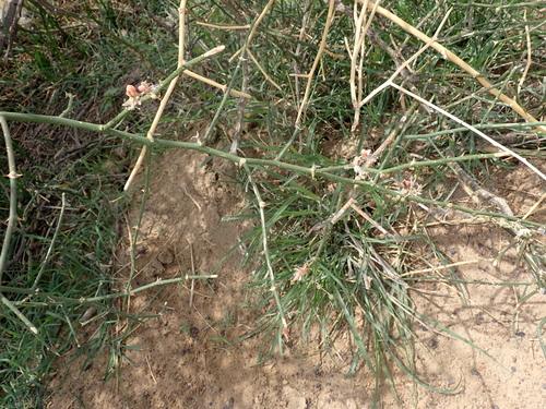 Capparis decidua, photograph 6