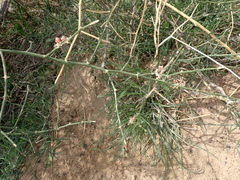 Capparis decidua, photograph (c) harrier, some rights reserved (CC BY)