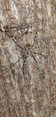 Neotama mexicana