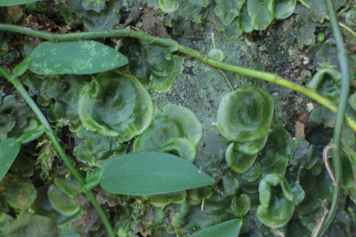 Didymoglossum tahitense observed 2026-08-04