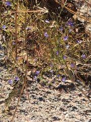 Campanula reverchonii