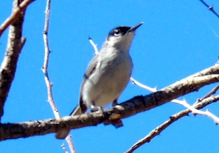 Polioptila nigriceps restricta