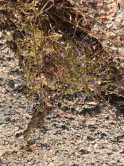Campanula reverchonii
