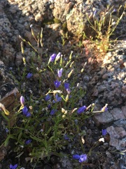 Campanula reverchonii