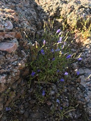Campanula reverchonii