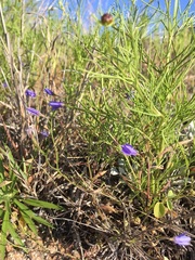 Campanula reverchonii