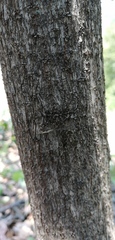 Neotama mexicana