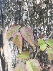 Toxicodendron radicans