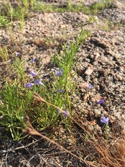 Campanula reverchonii