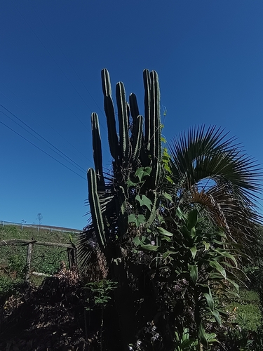Andes organ pipe cactus