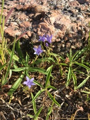 Campanula reverchonii
