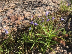 Campanula reverchonii