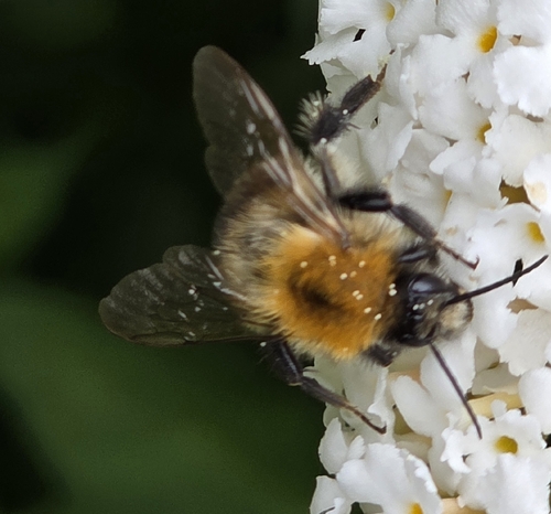 Common Carder Bumble Bee