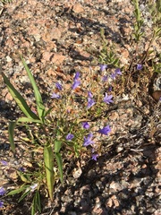 Campanula reverchonii