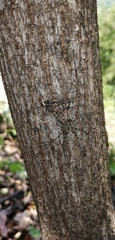 Neotama mexicana