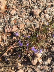 Campanula reverchonii