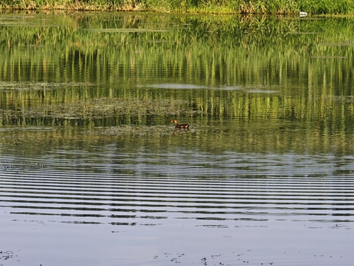Eurasian Moorhen