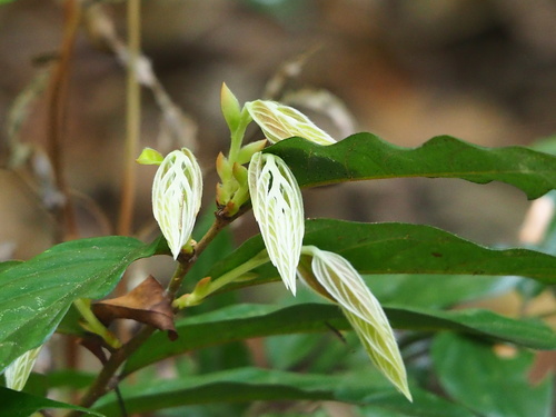 Diospyros eriantha, photograph 5