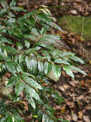 Diospyros eriantha, photograph author not stated, no rights reserved
