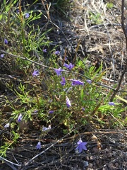 Campanula reverchonii