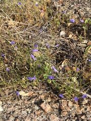 Campanula reverchonii
