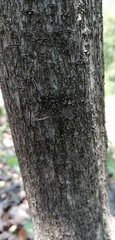 Neotama mexicana