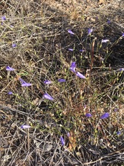 Campanula reverchonii