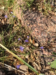 Campanula reverchonii