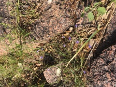 Campanula reverchonii