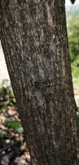 Neotama mexicana