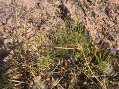 Campanula reverchonii