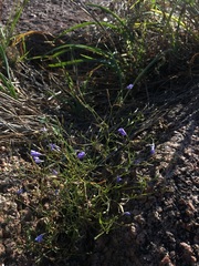 Campanula reverchonii