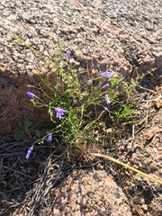 Campanula reverchonii
