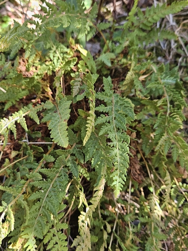 rusty woodsia