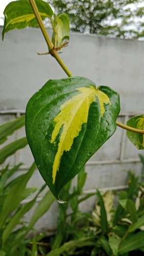 Betel leaf