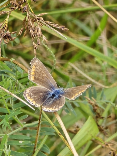 Common Blue