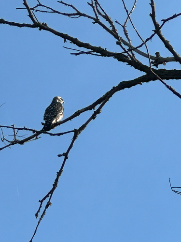Mississippi Kite