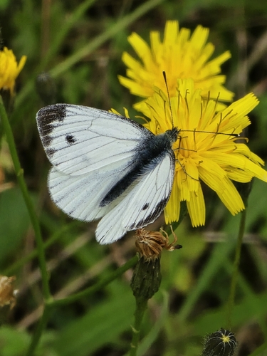 Green-veined White