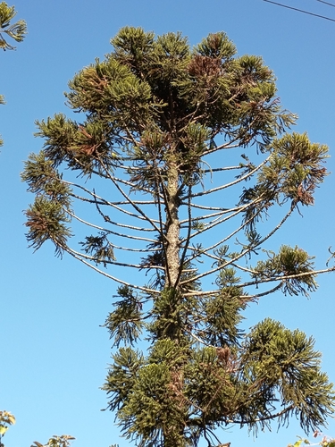 Paraná Araucaria