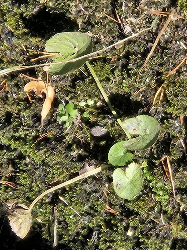 marsh marigold