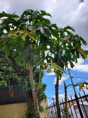 Vasconcellea × pentagona